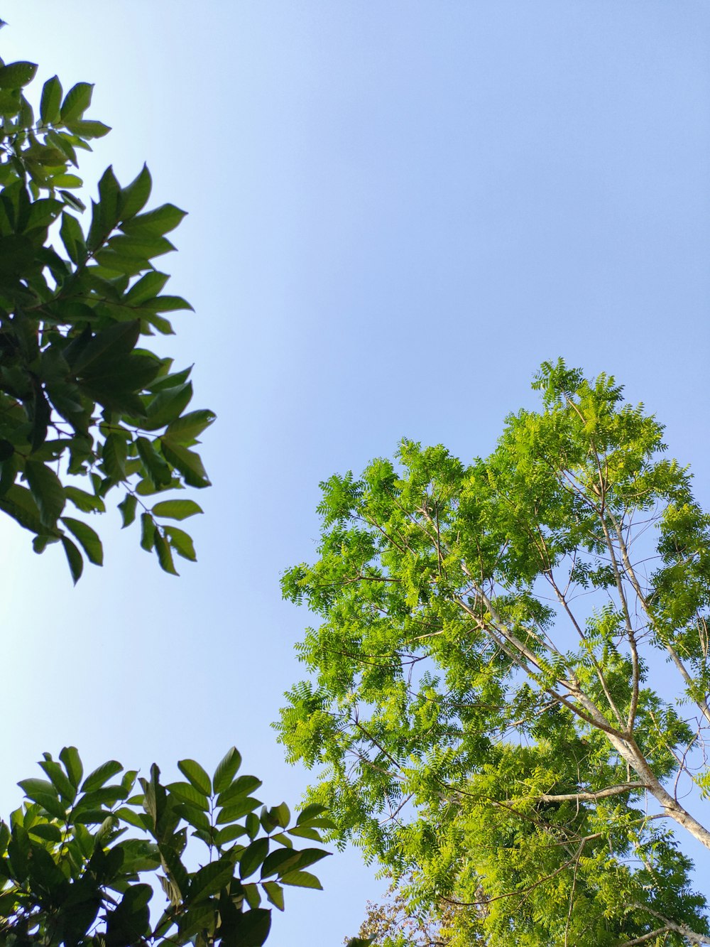 a tall clock tower towering over a lush green forest