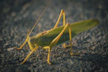 a close up of a grasshopper on the ground