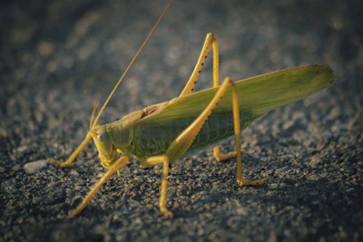 a close up of a grasshopper on the ground