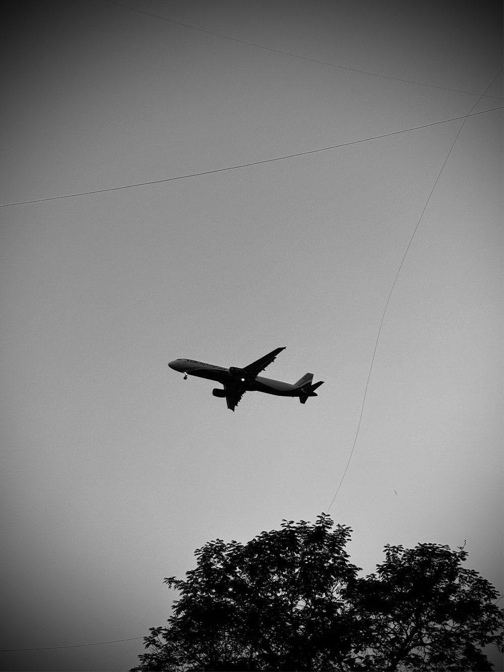 an airplane is flying in the sky above a tree