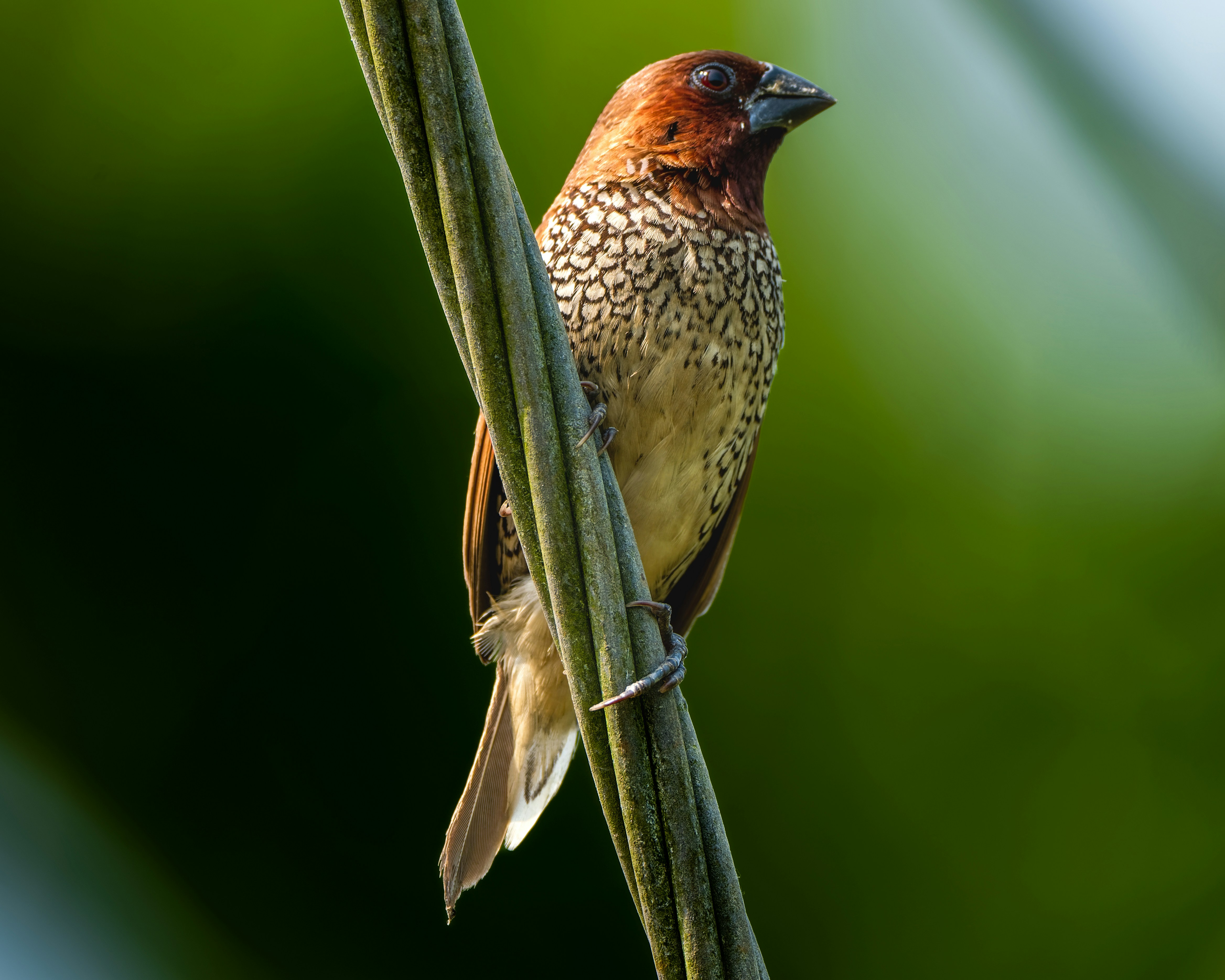 a small bird perched on top of a tree branch
