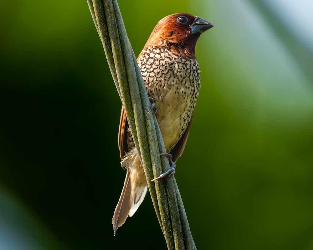 a small bird perched on top of a tree branch