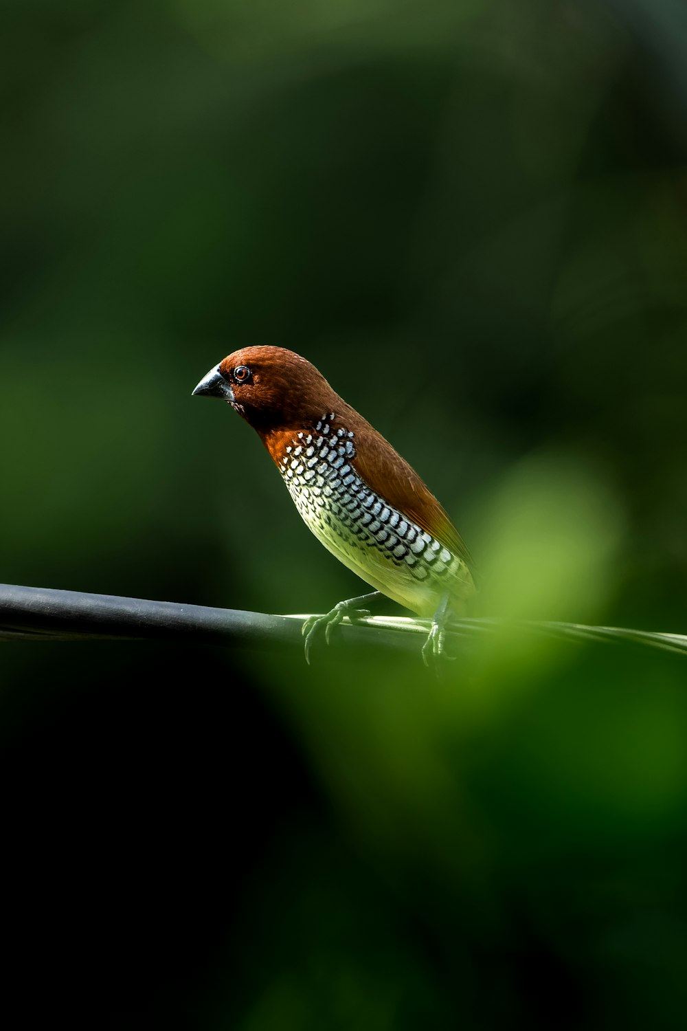 a small bird perched on a thin wire