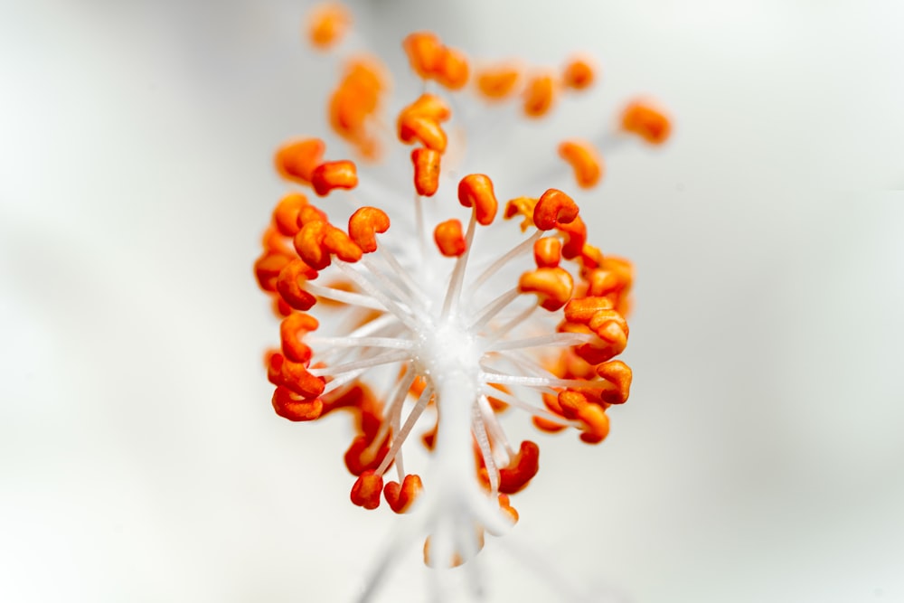 une fleur blanche et orange avec beaucoup de pétales