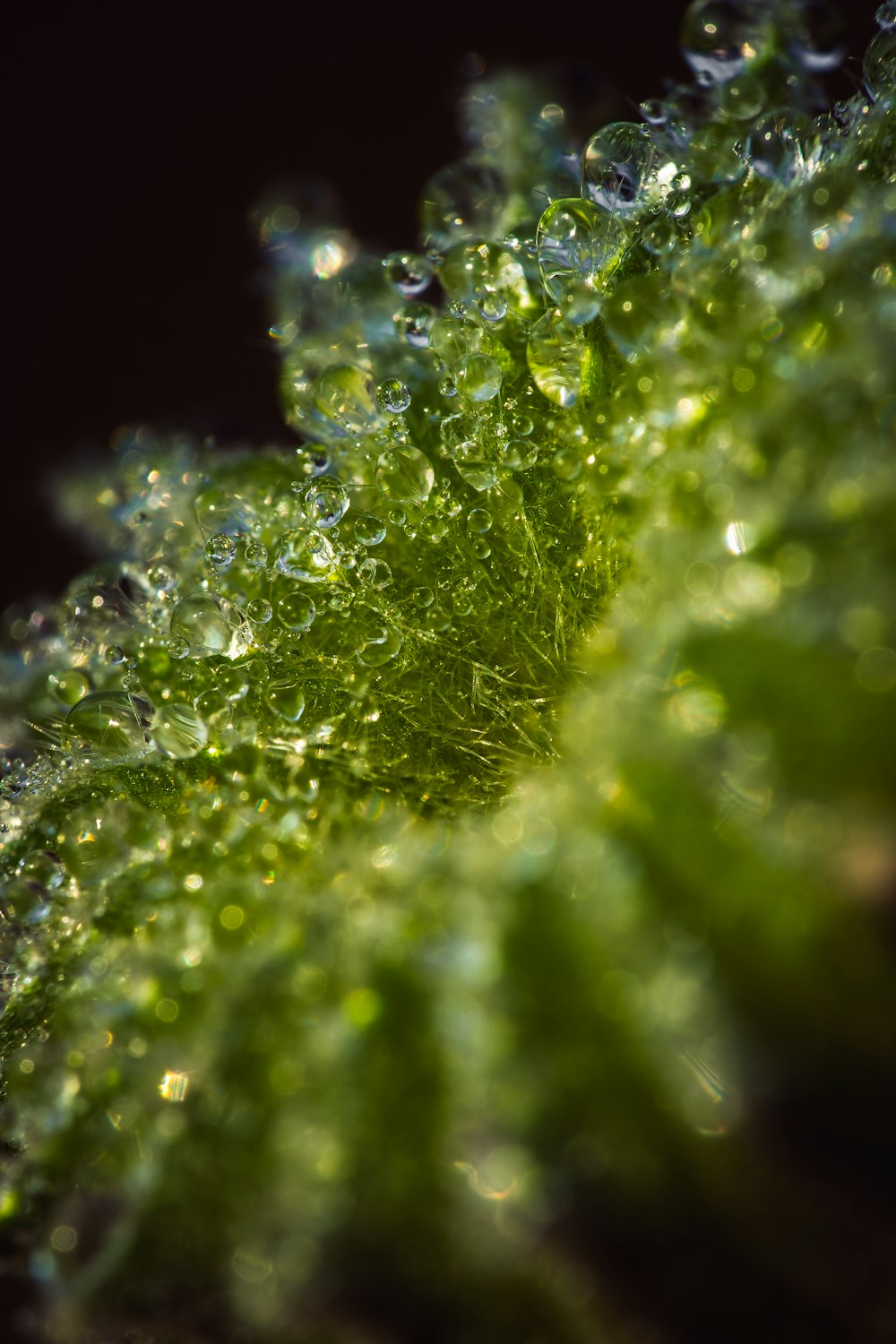 a close up of a plant with drops of water on it