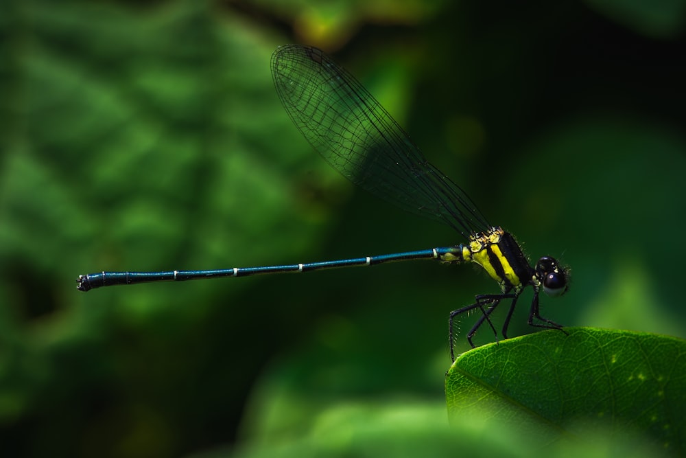 a yellow and black dragonfly sitting on a green leaf