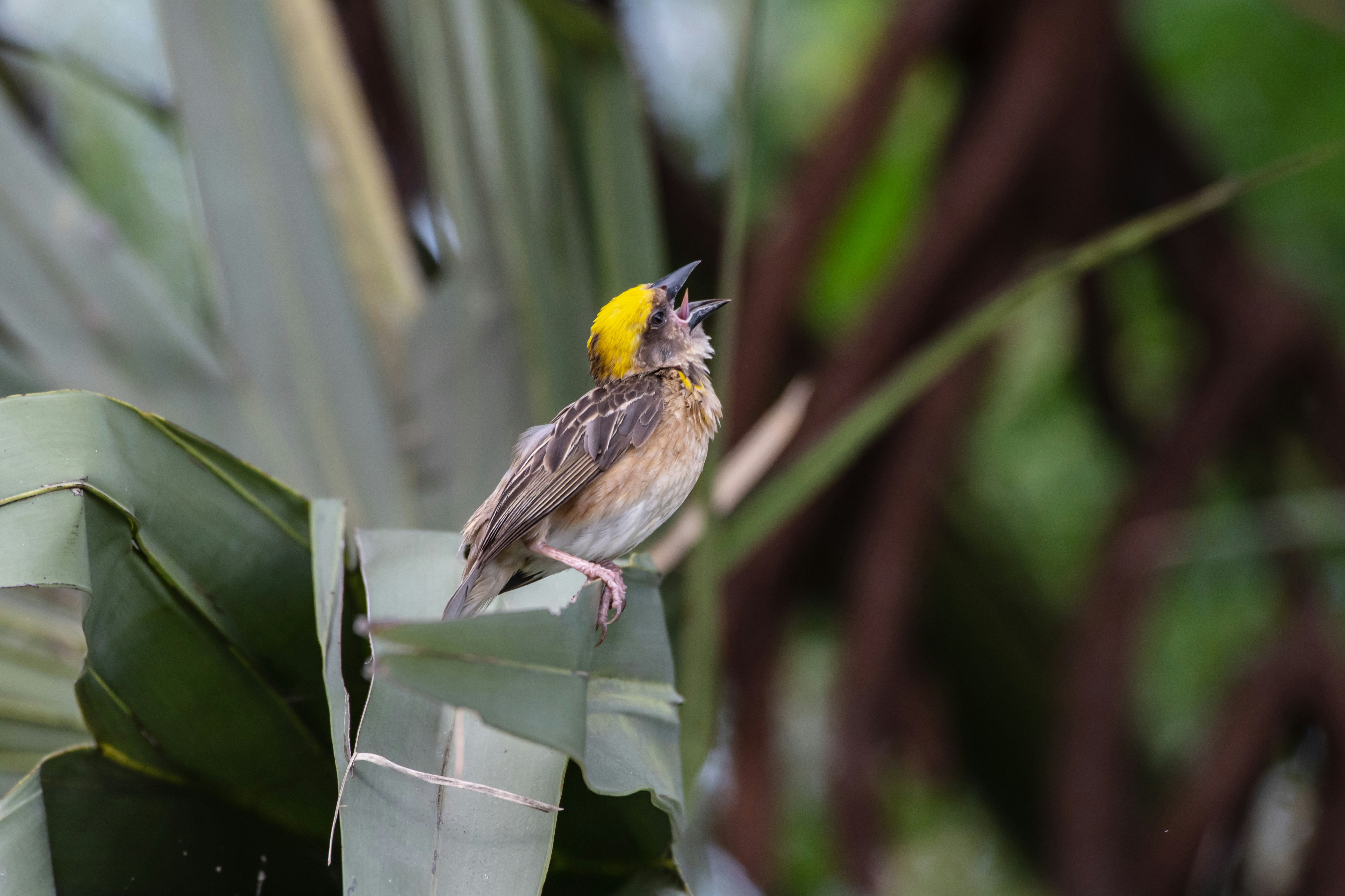 a small bird perched on top of a leafy tree