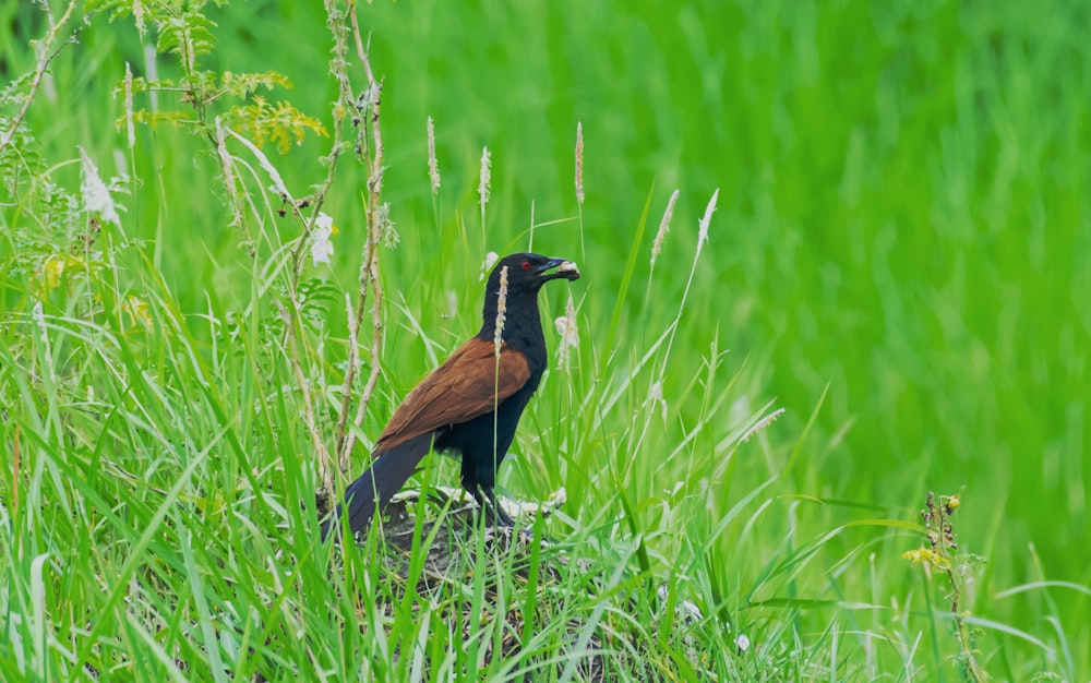 a bird is standing in the tall grass