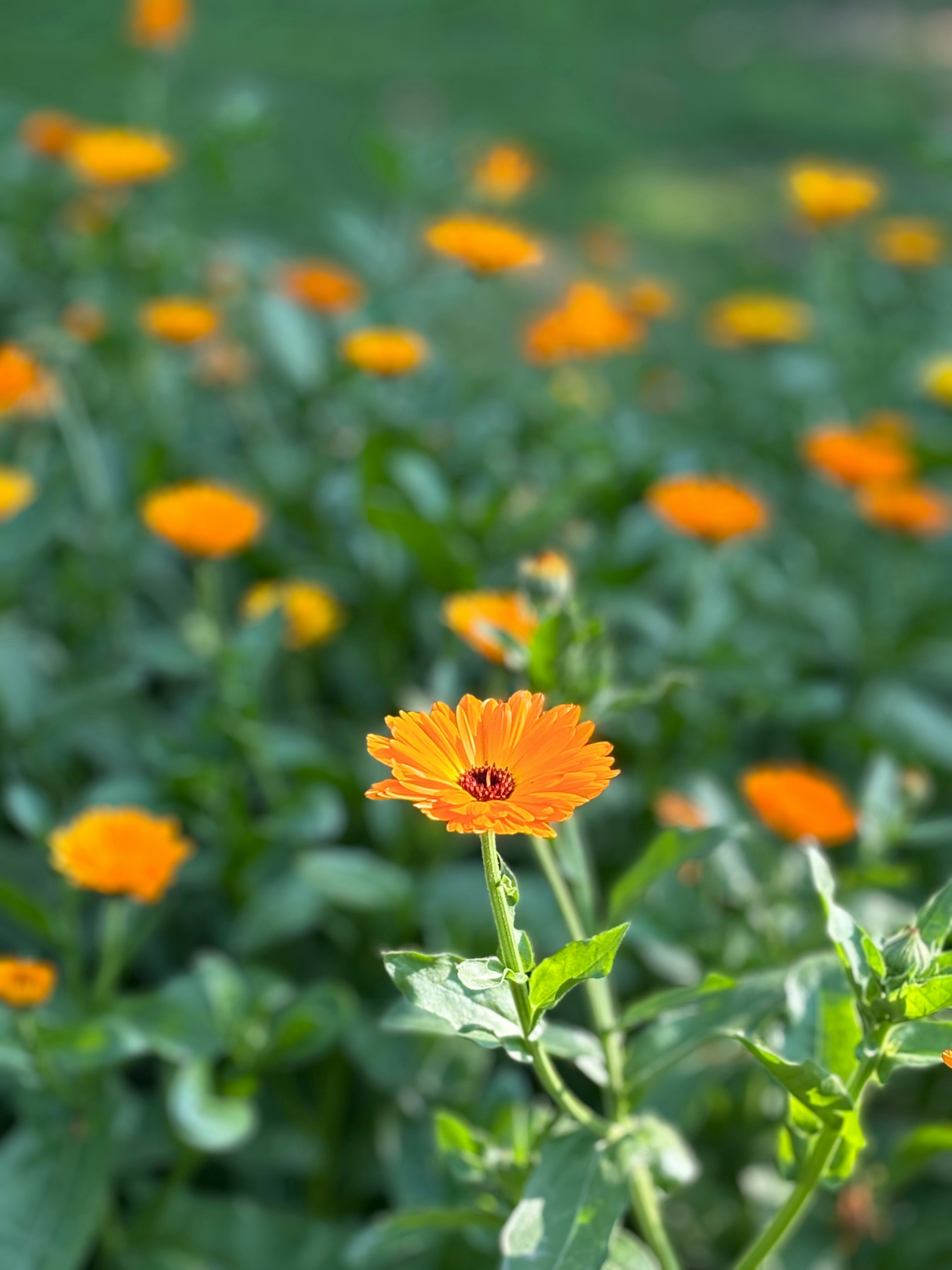 Photo by vansh_batra