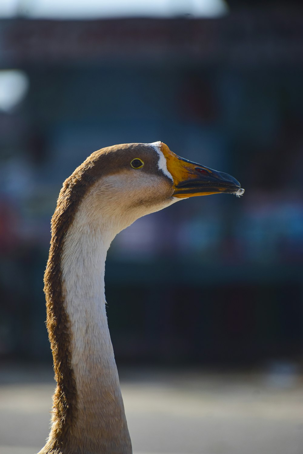 a close up of a duck with a blurry background