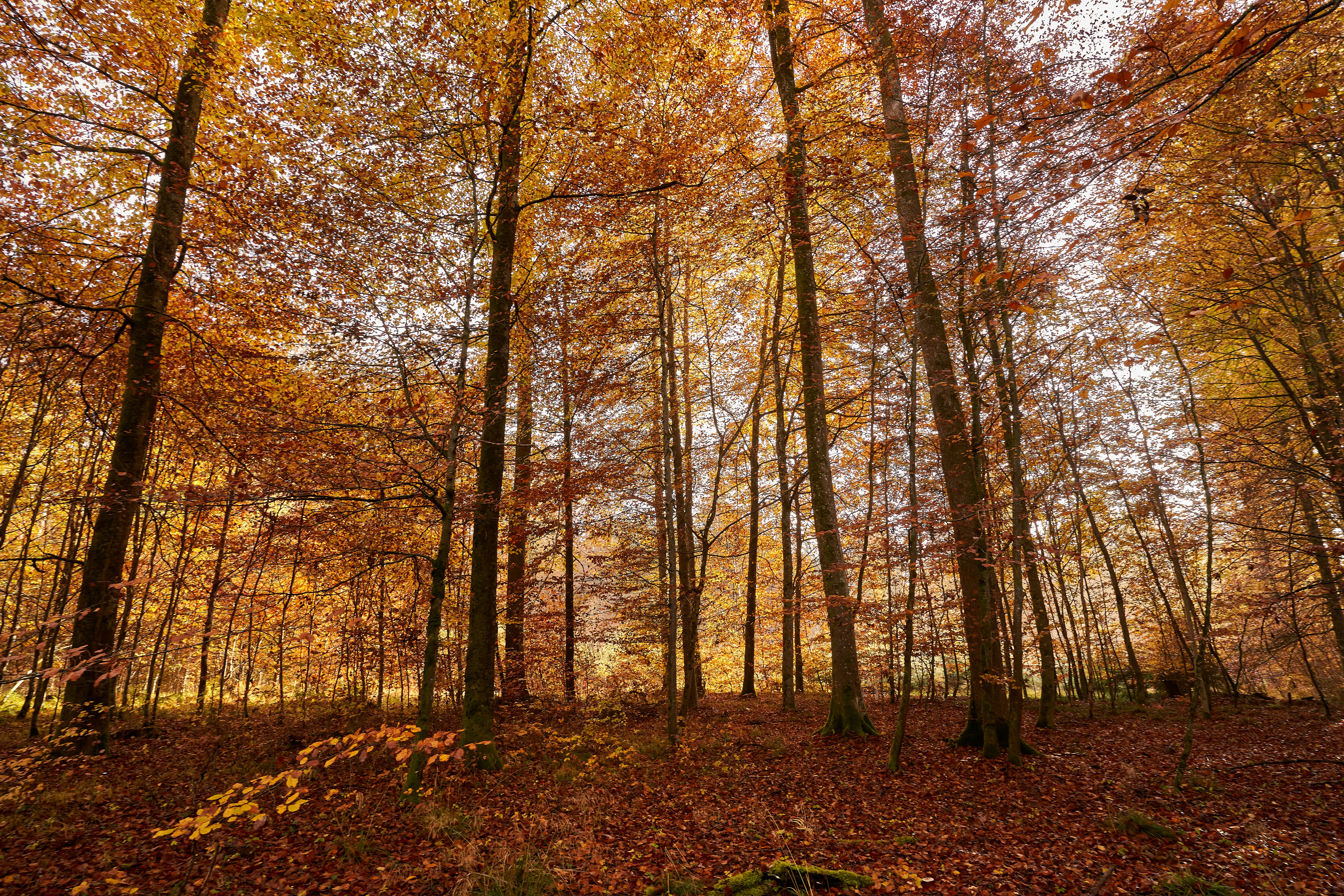 Photo by wolfgang_hasselmann