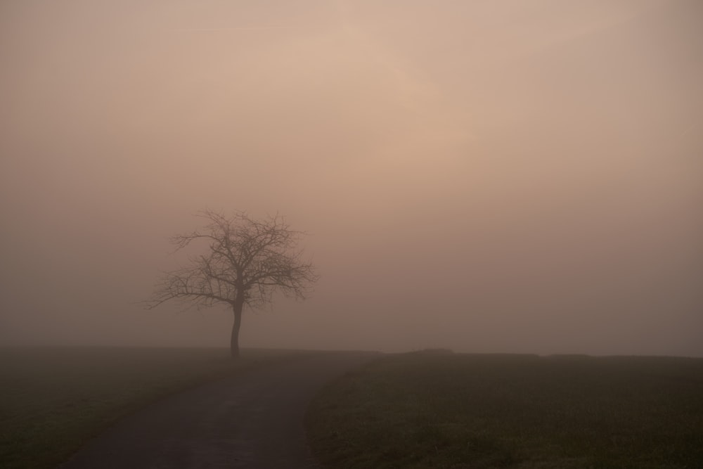 a lone tree on a foggy day in a field