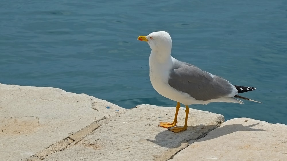 a seagull standing on a rock next to a body of water