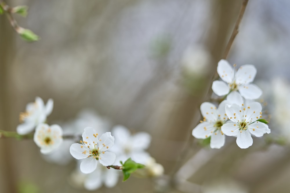 a close up of some white flowers on a tree