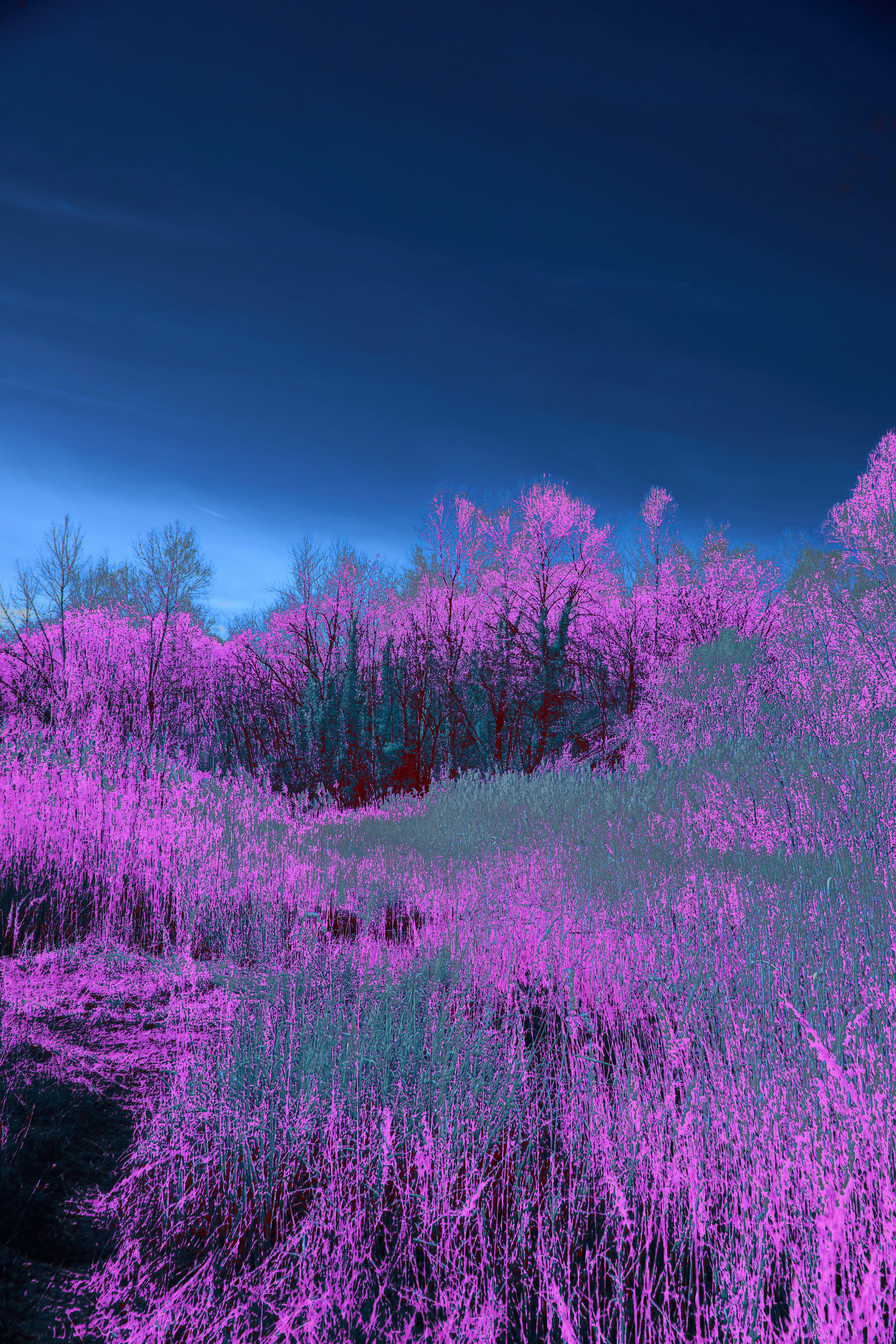 Photo by wolfgang_hasselmann