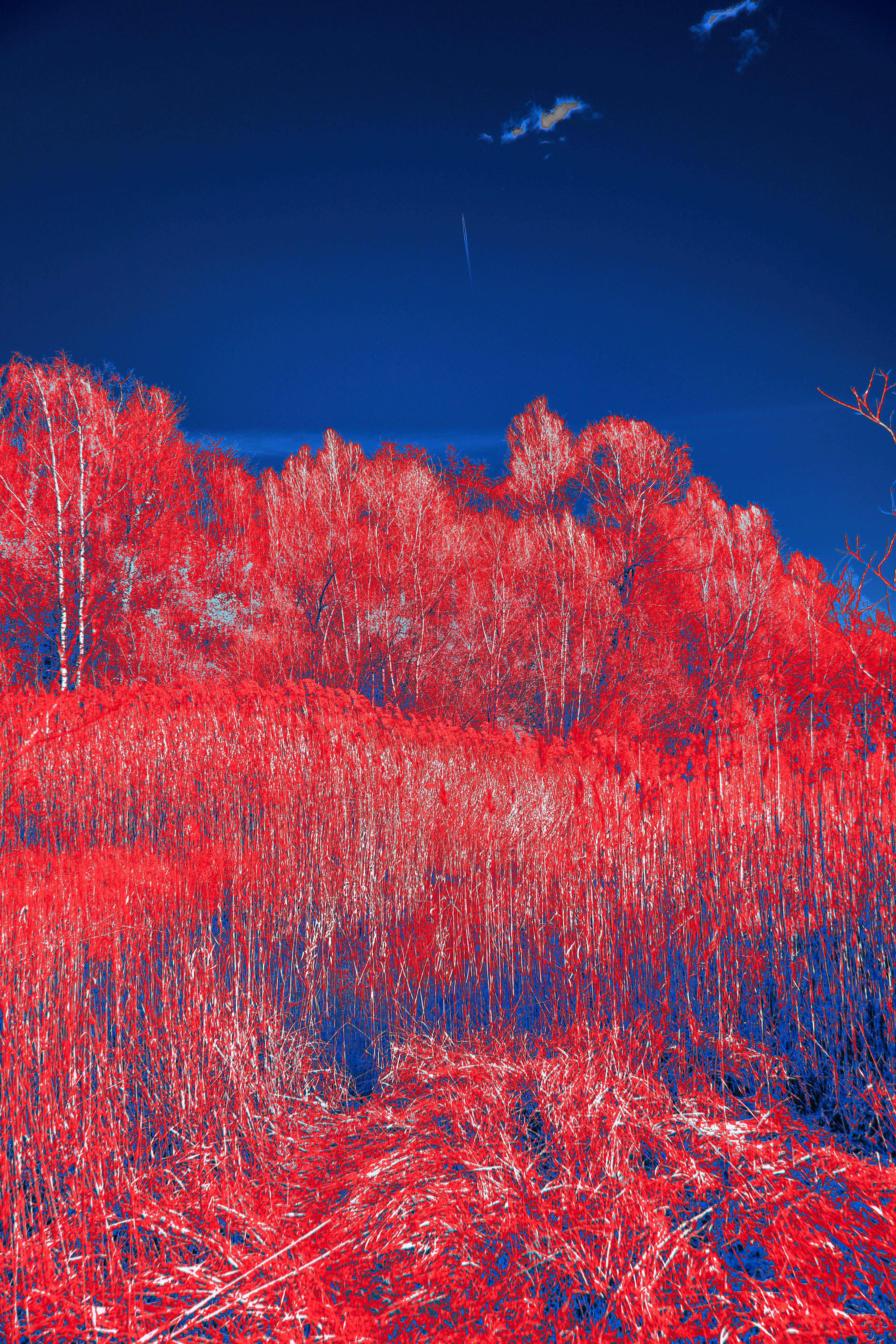 Photo by wolfgang_hasselmann