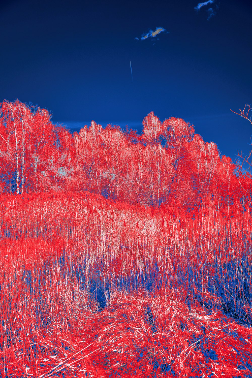 a red and blue photo of a forest