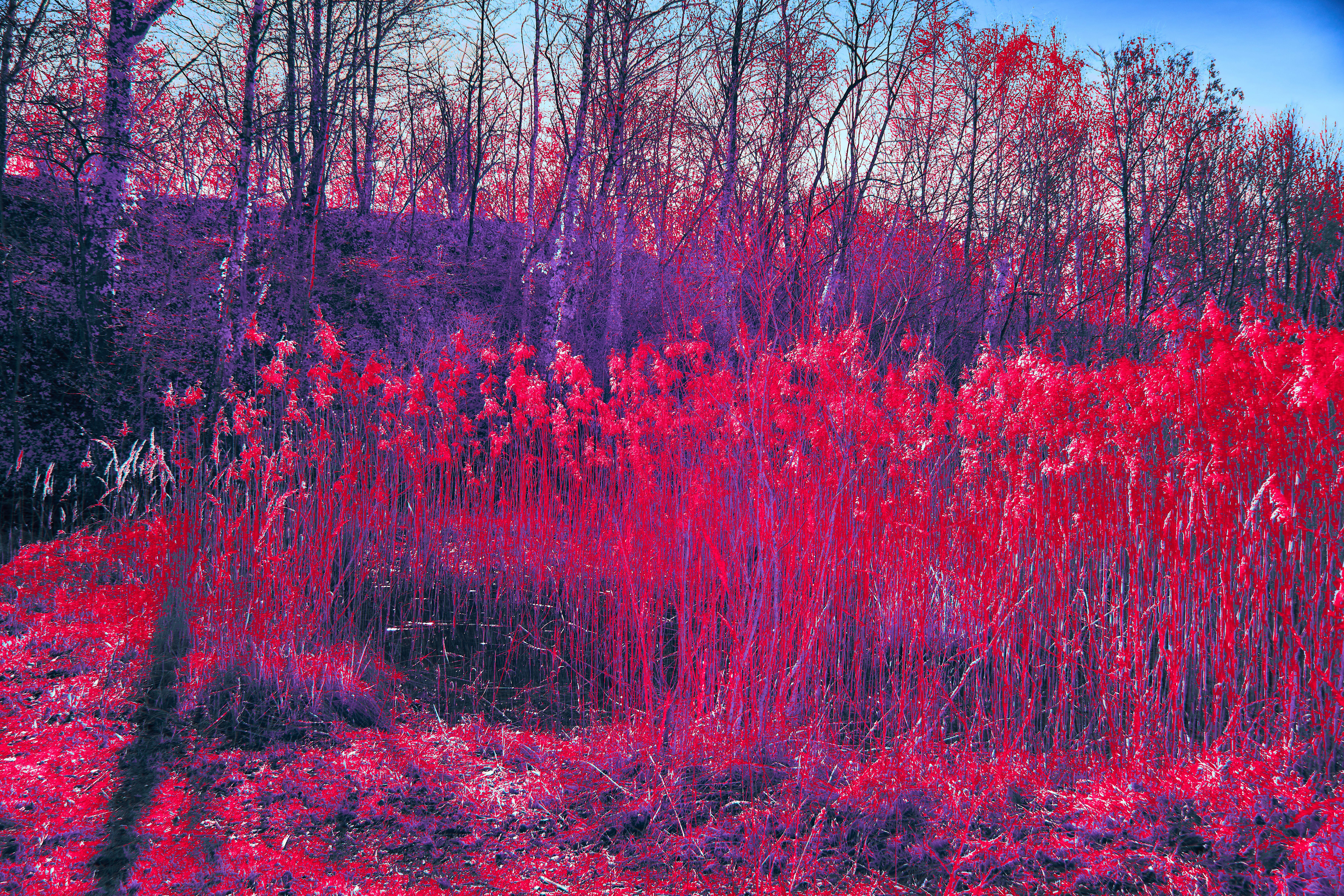 Photo by wolfgang_hasselmann