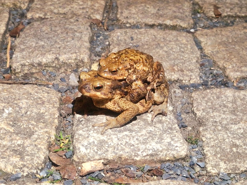 a frog that is sitting on the ground