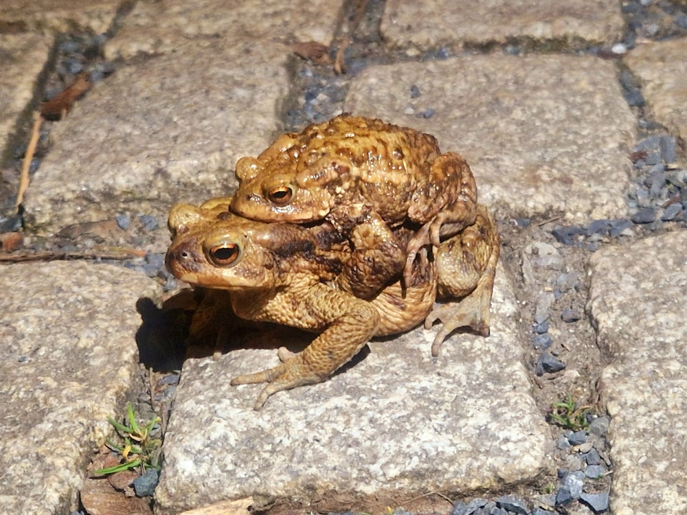 a frog sitting on top of a stone slab