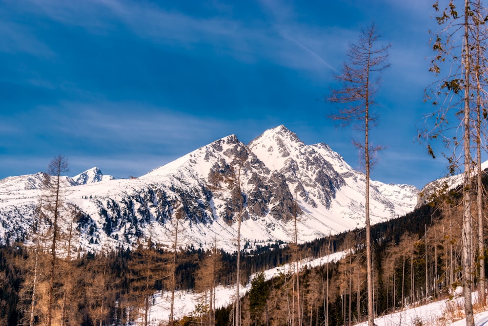 a snow covered mountain with trees in the foreground