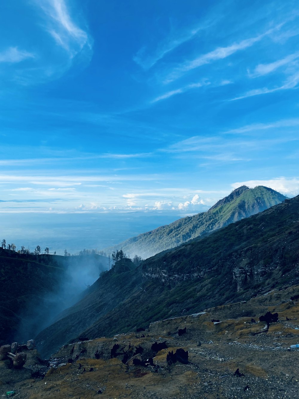 a group of animals standing on top of a lush green hillside