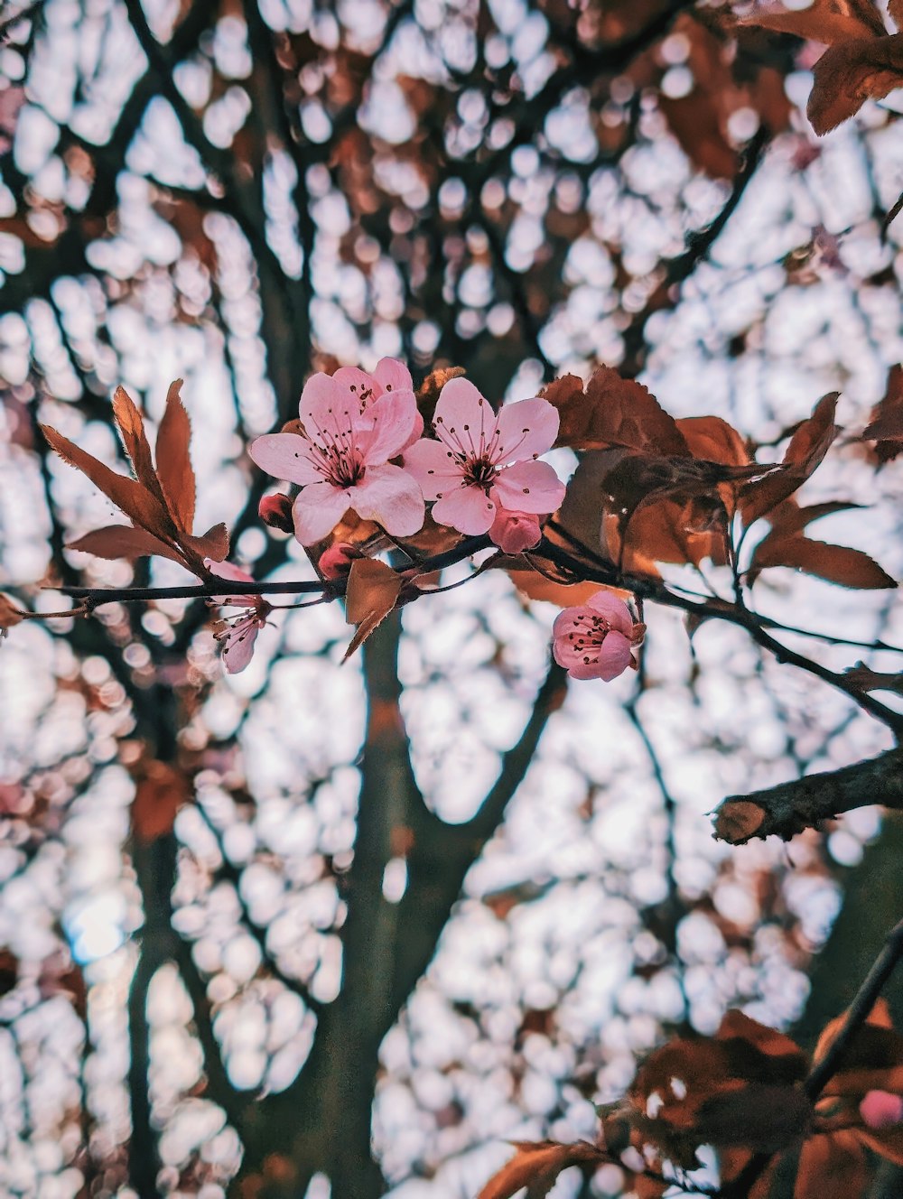 ein Zweig eines Baumes mit rosa Blüten