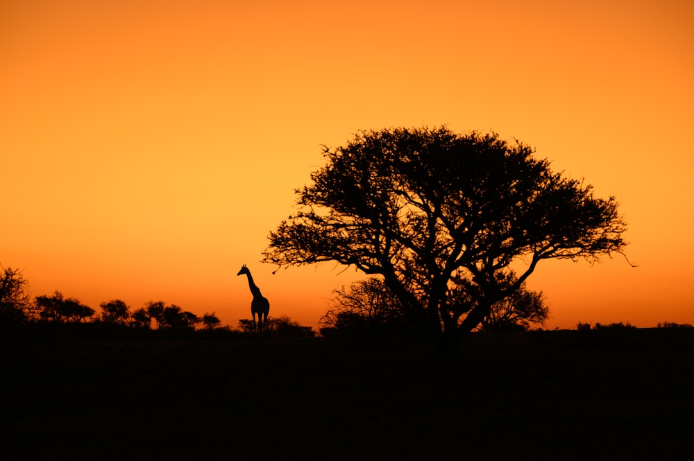 a giraffe standing next to a tree at sunset