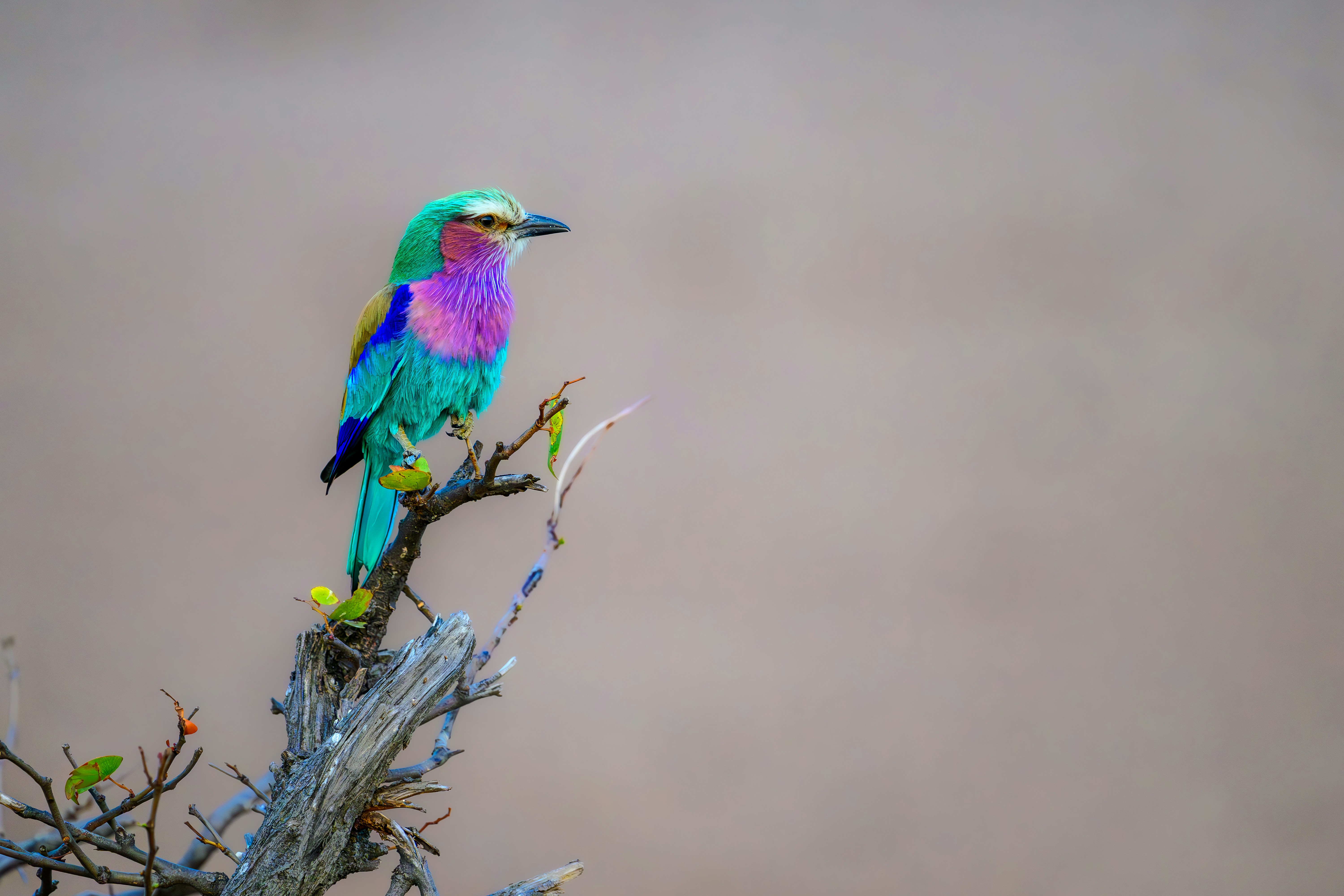 Photo by scharfpunkt