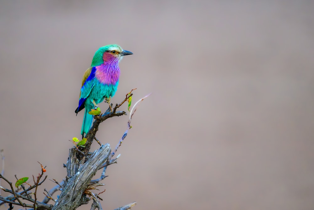 a colorful bird perched on top of a tree branch