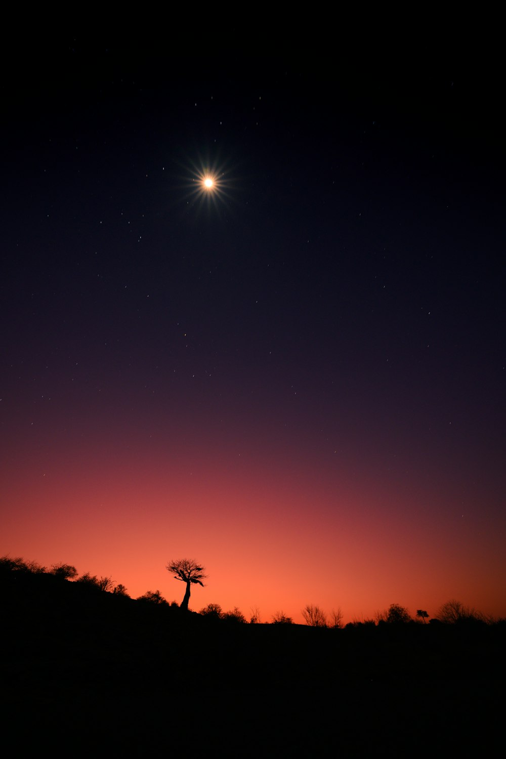 a lone tree in a field at night