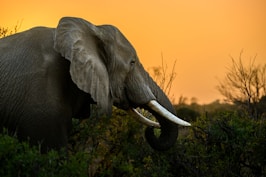 an elephant with tusks standing in a field