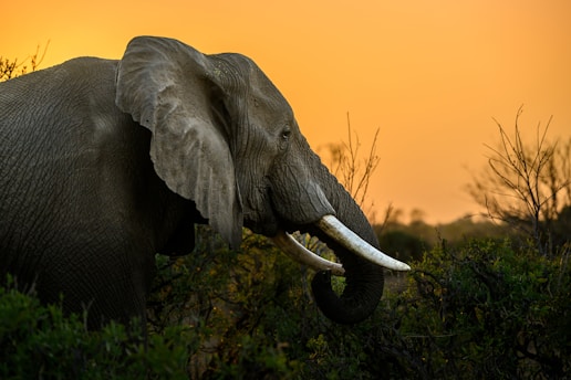 an elephant with tusks standing in a field
