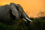 an elephant with tusks standing in a field