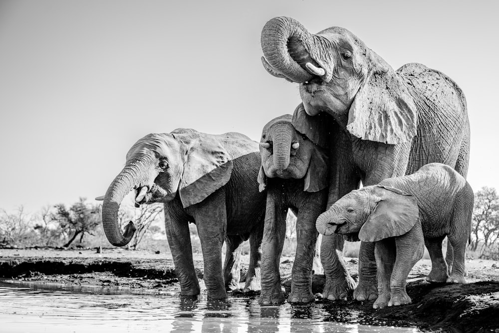 a herd of elephants standing next to each other