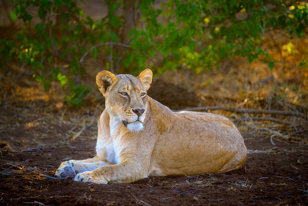 a lion laying on the ground in a wooded area