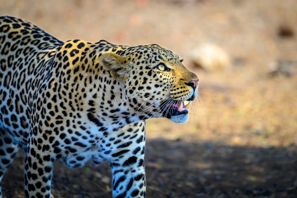 a close up of a leopard with its mouth open