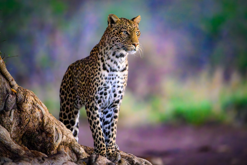 a leopard standing on top of a tree branch