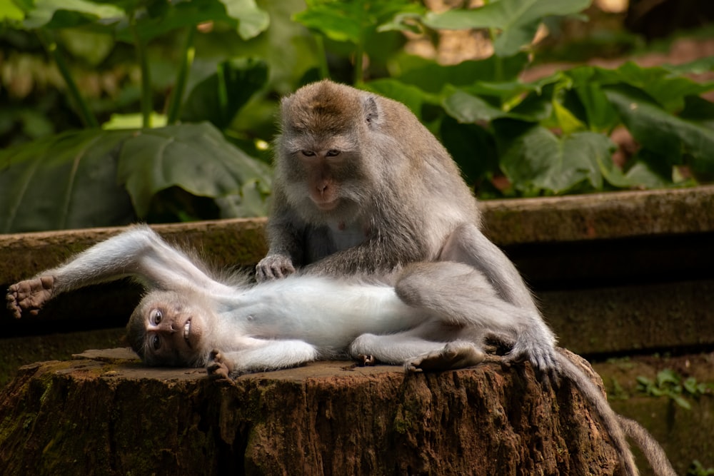 a monkey rolling around on its back on a tree stump