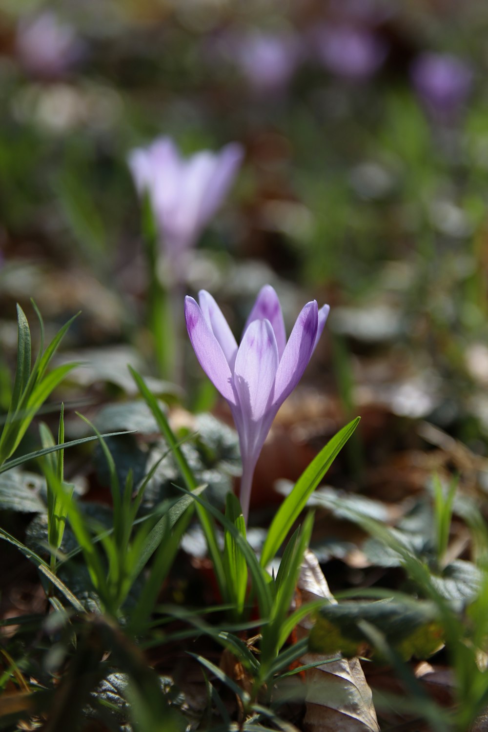 a close up of a flower in the grass