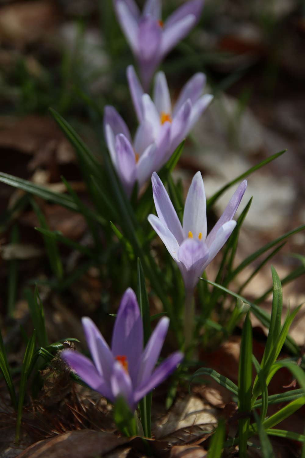 a group of purple flowers sitting on top of a forest floor