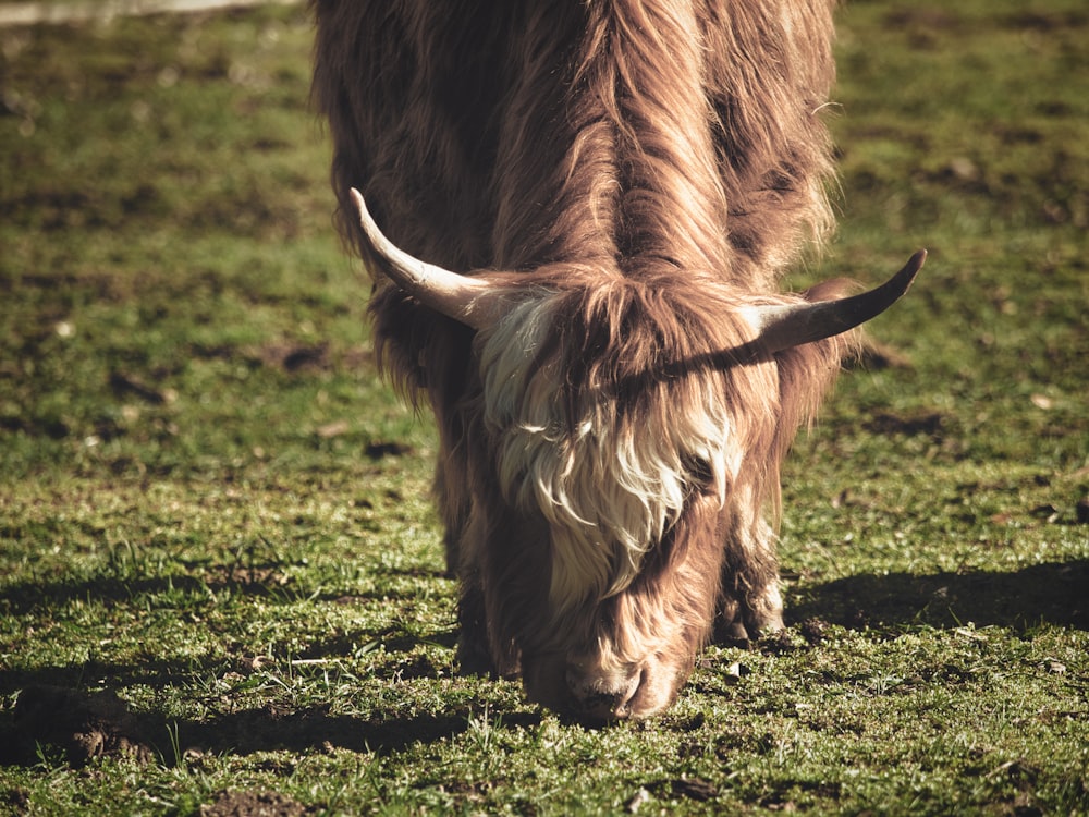 a long horn cow grazing in a field