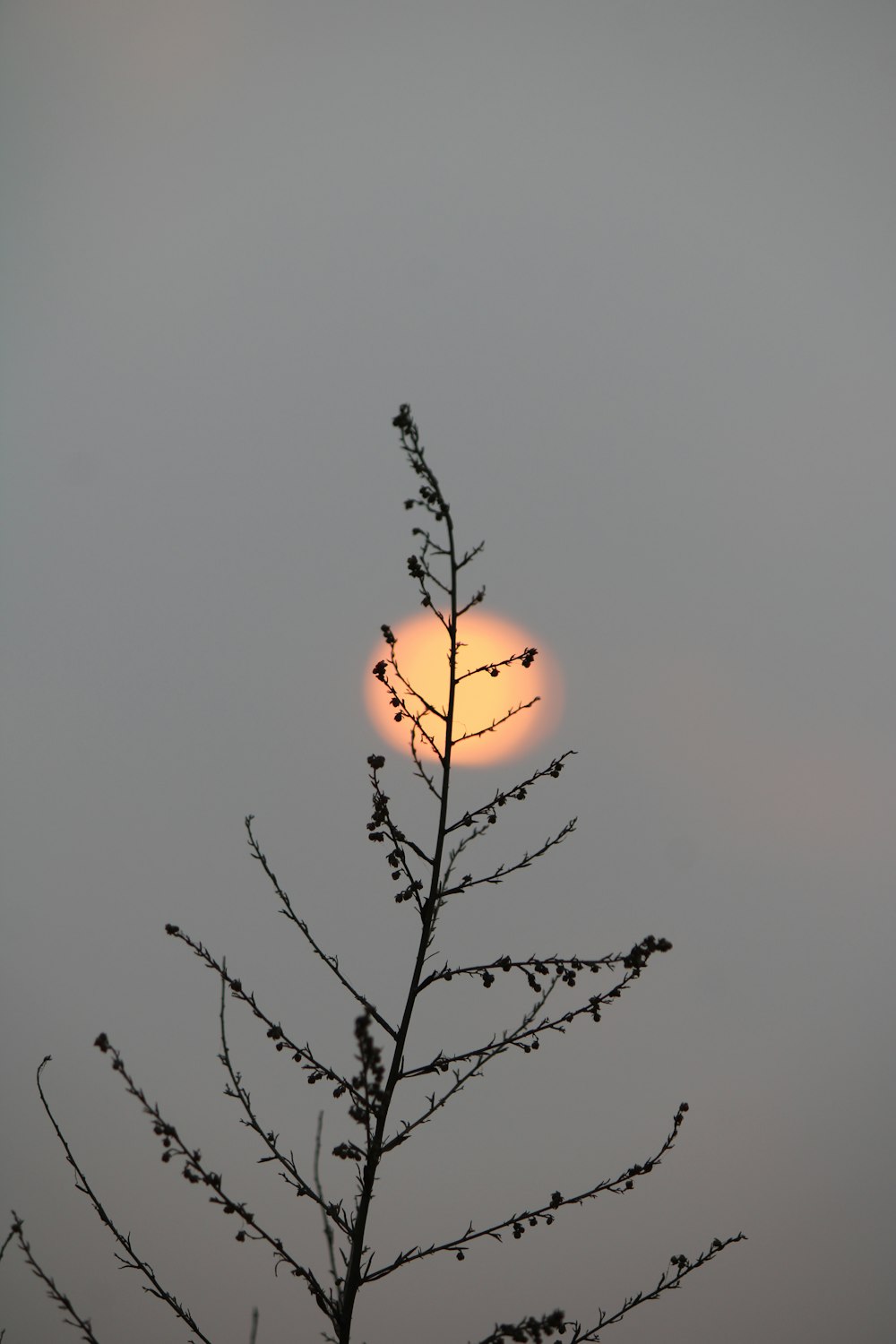 a tree branch with the sun in the background