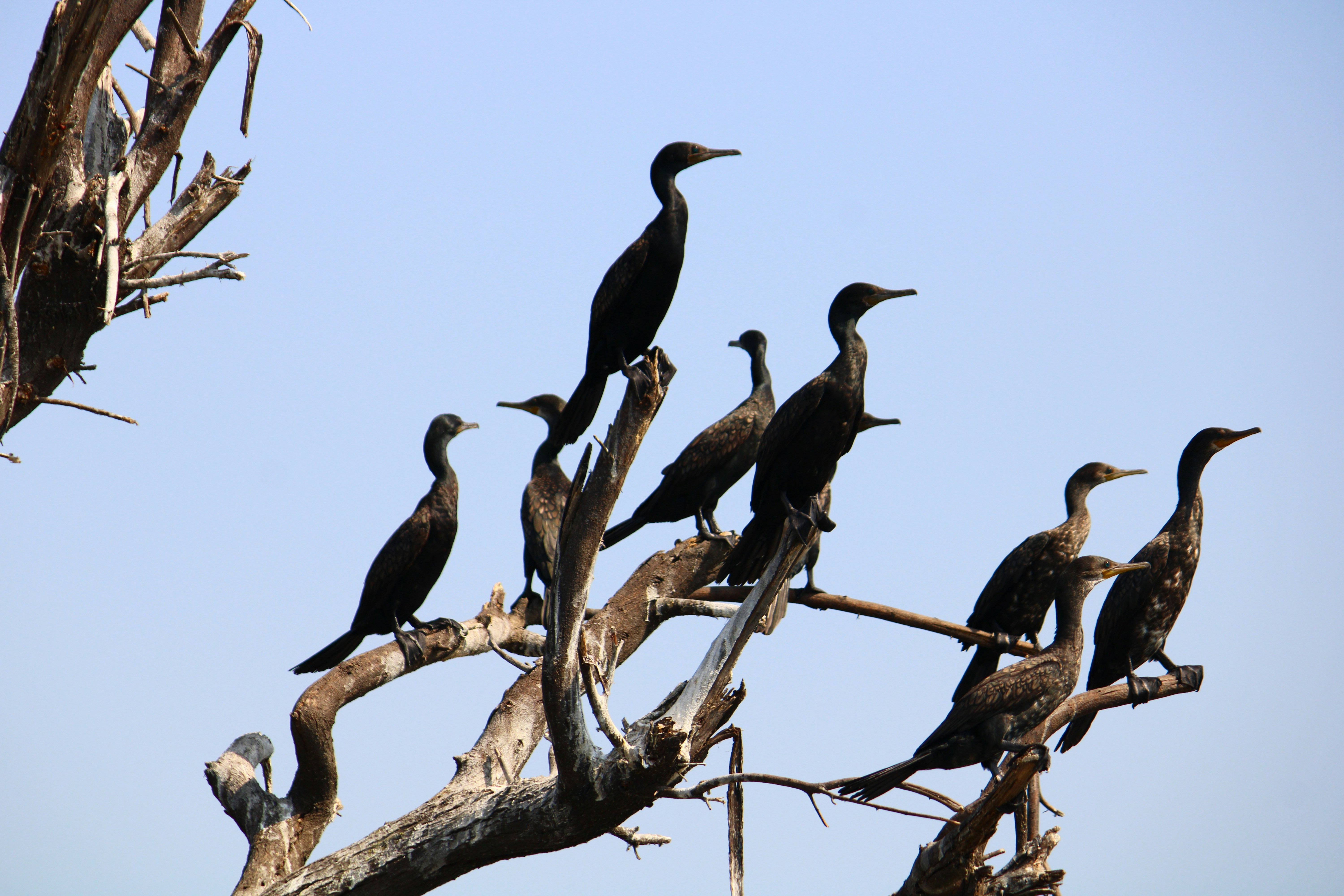 Photo by prathamesh28