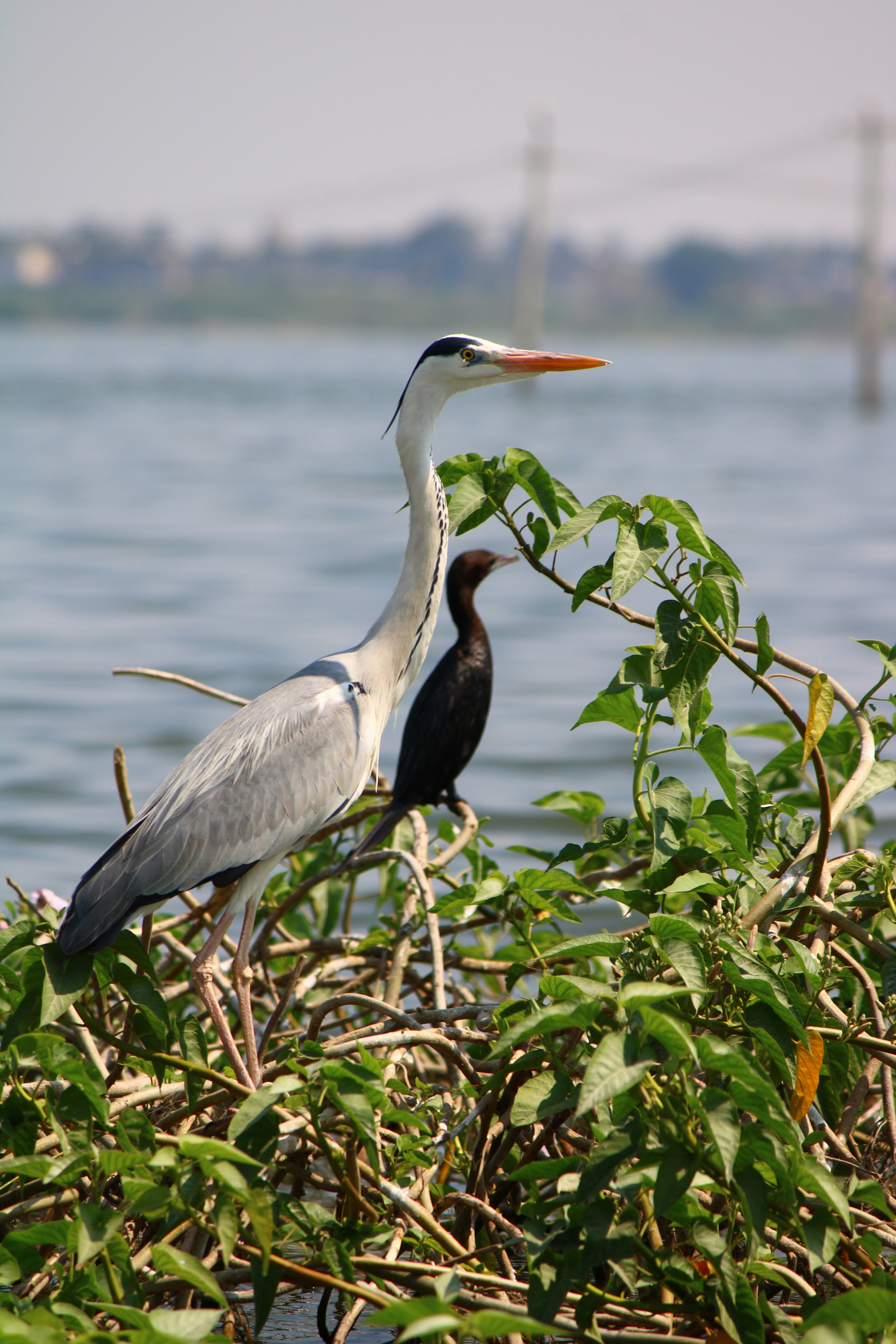 Photo by prathamesh28