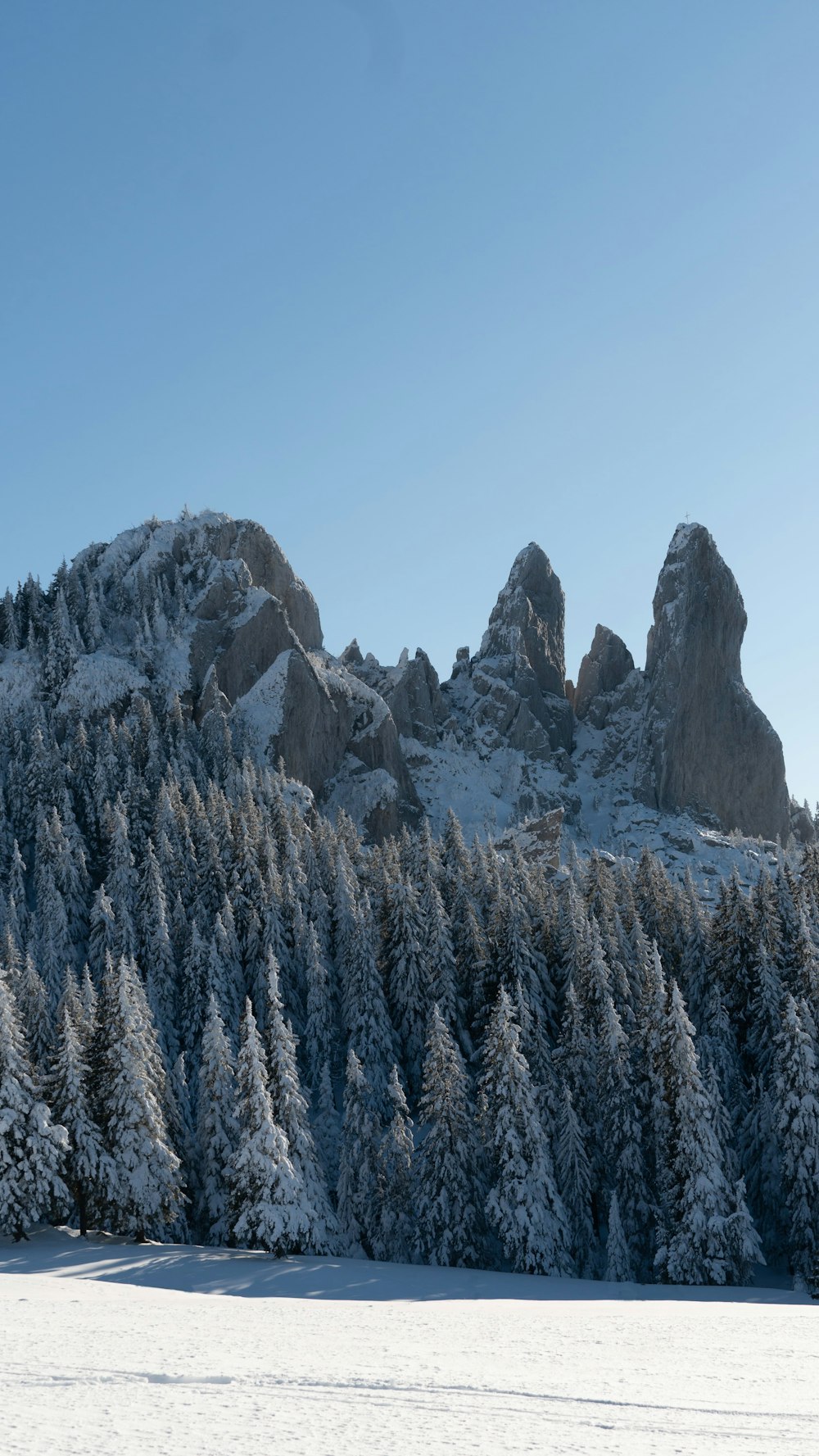 a snow covered mountain with pine trees in the foreground