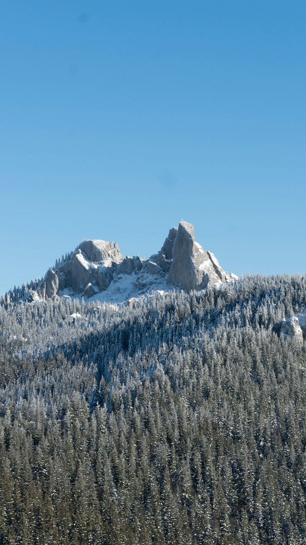 a mountain covered in snow next to a forest