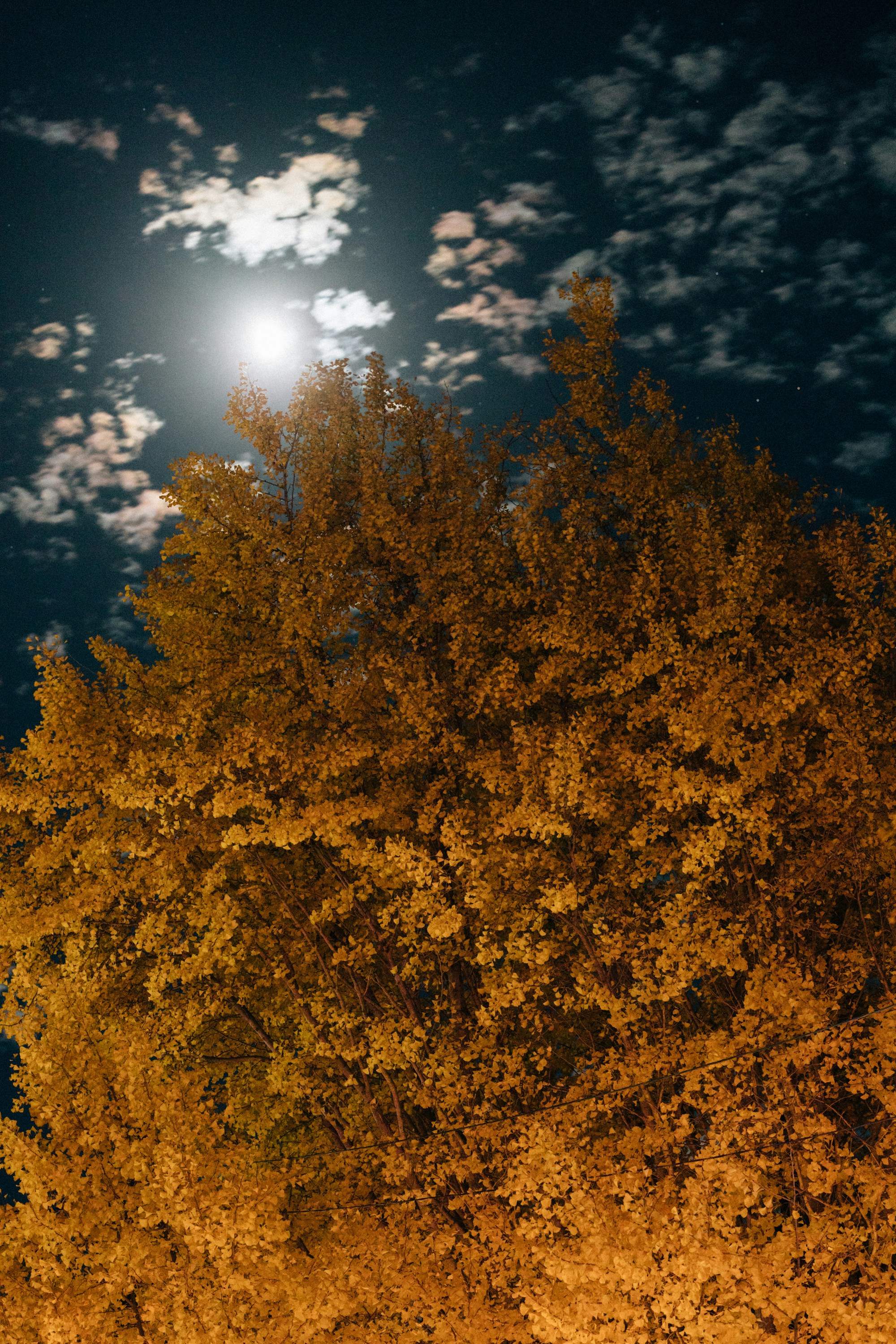 Photo by tsuyoshikozu