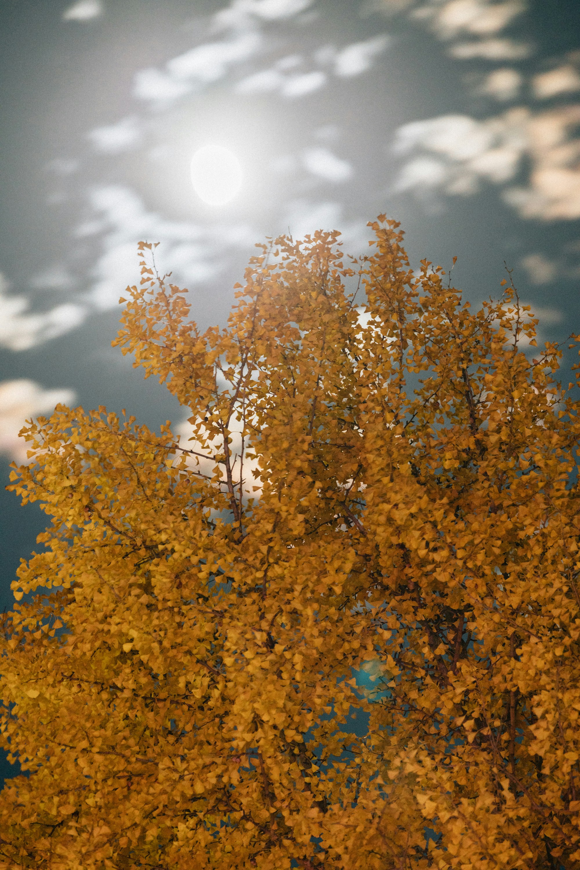 a tree with yellow leaves in front of a cloudy sky