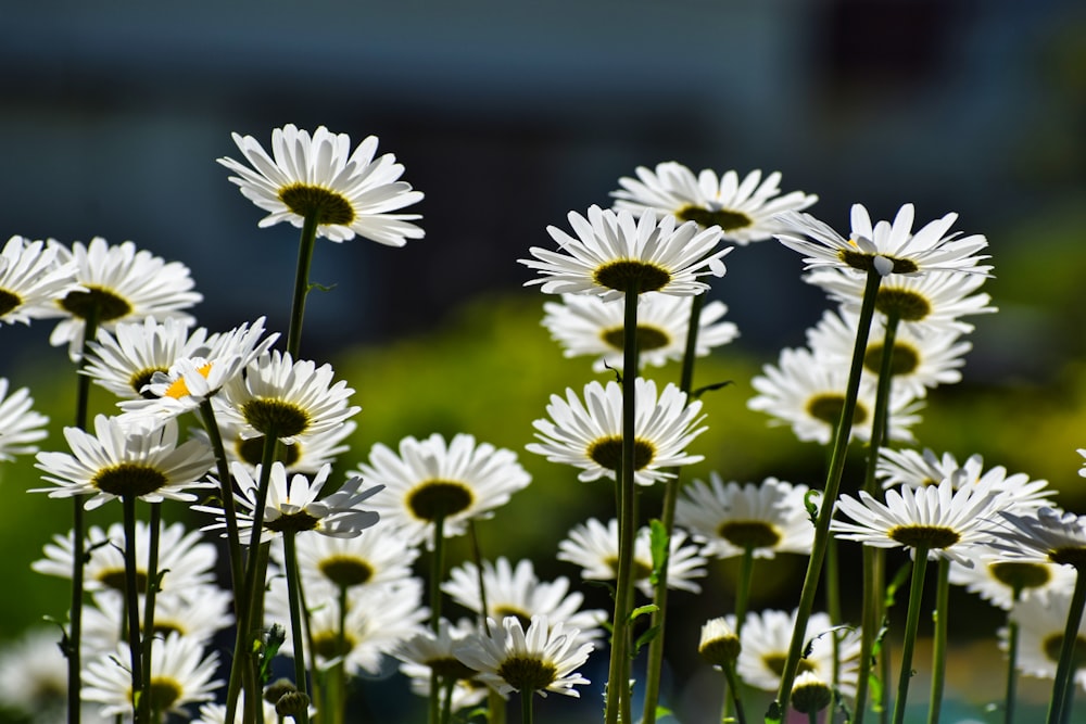 a bunch of white daisies in a field